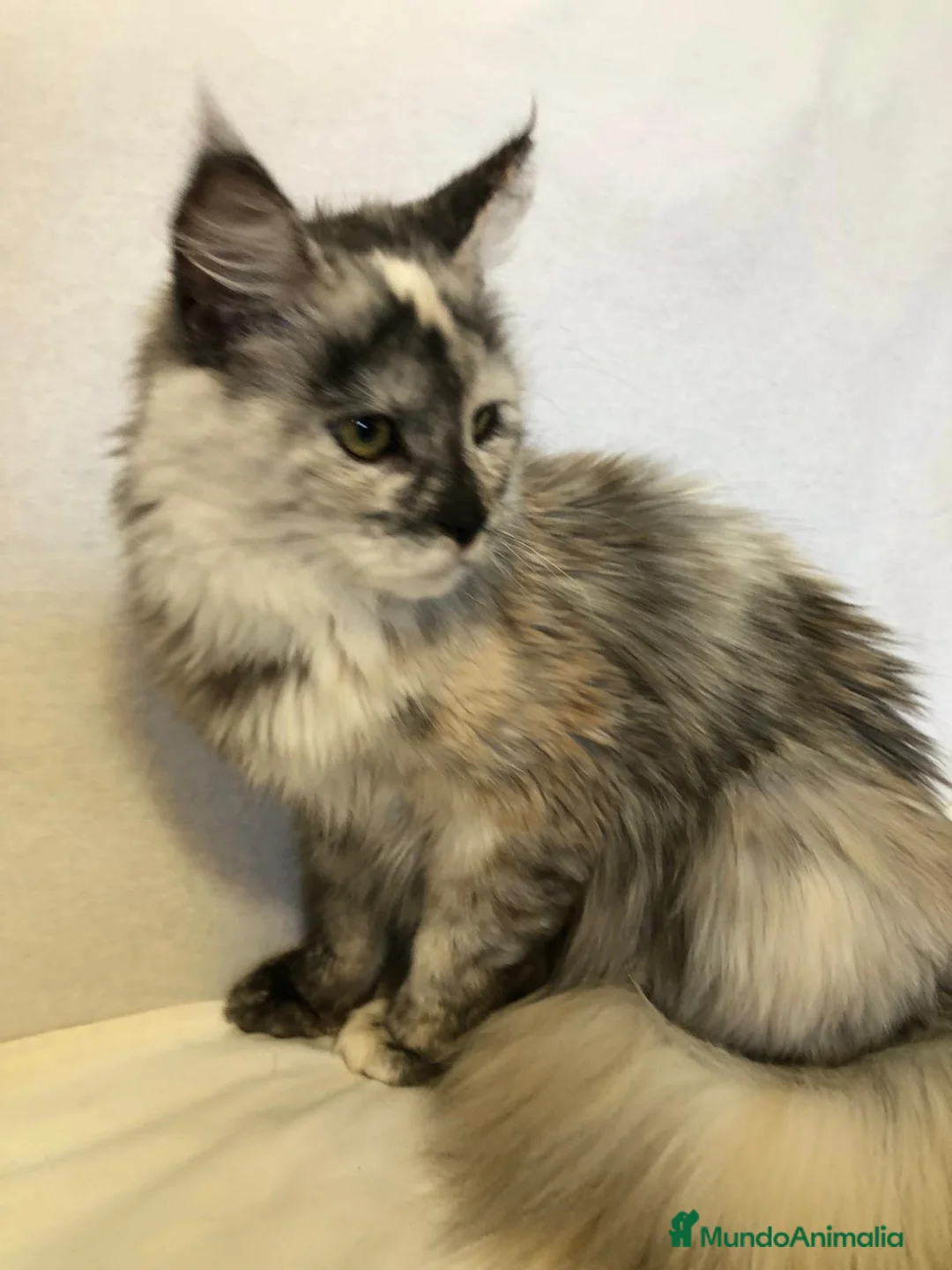 Maine Coon gatos en venta: Maine Coon Hembras - Anuncio 1