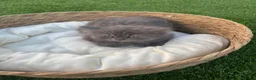 Británico de Pelo Corto Azul gatos en venta: British Blue y Lilac - Anuncio 3