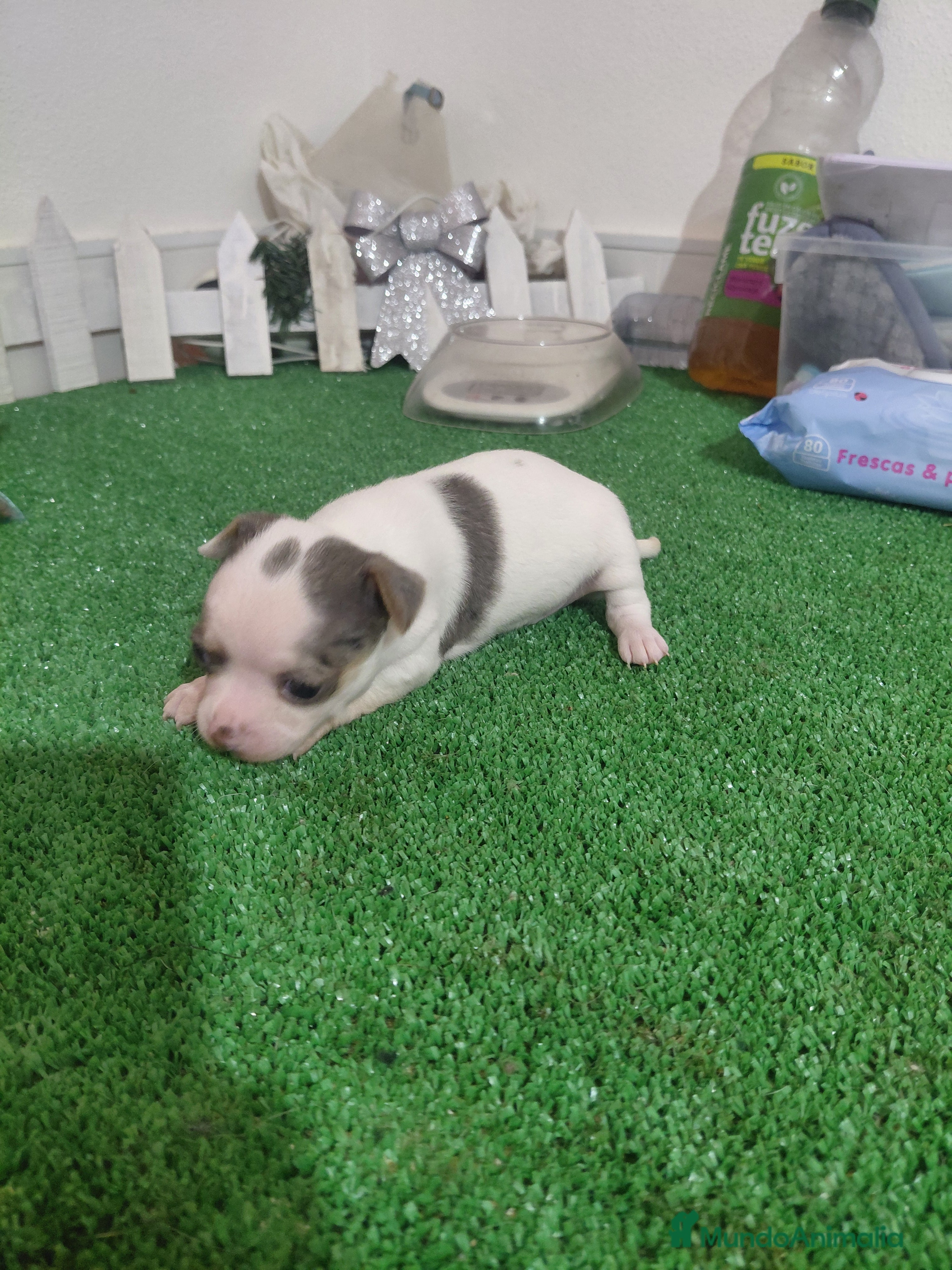 Chihuahua perros Chihuahua linea rusa - Anuncio 2