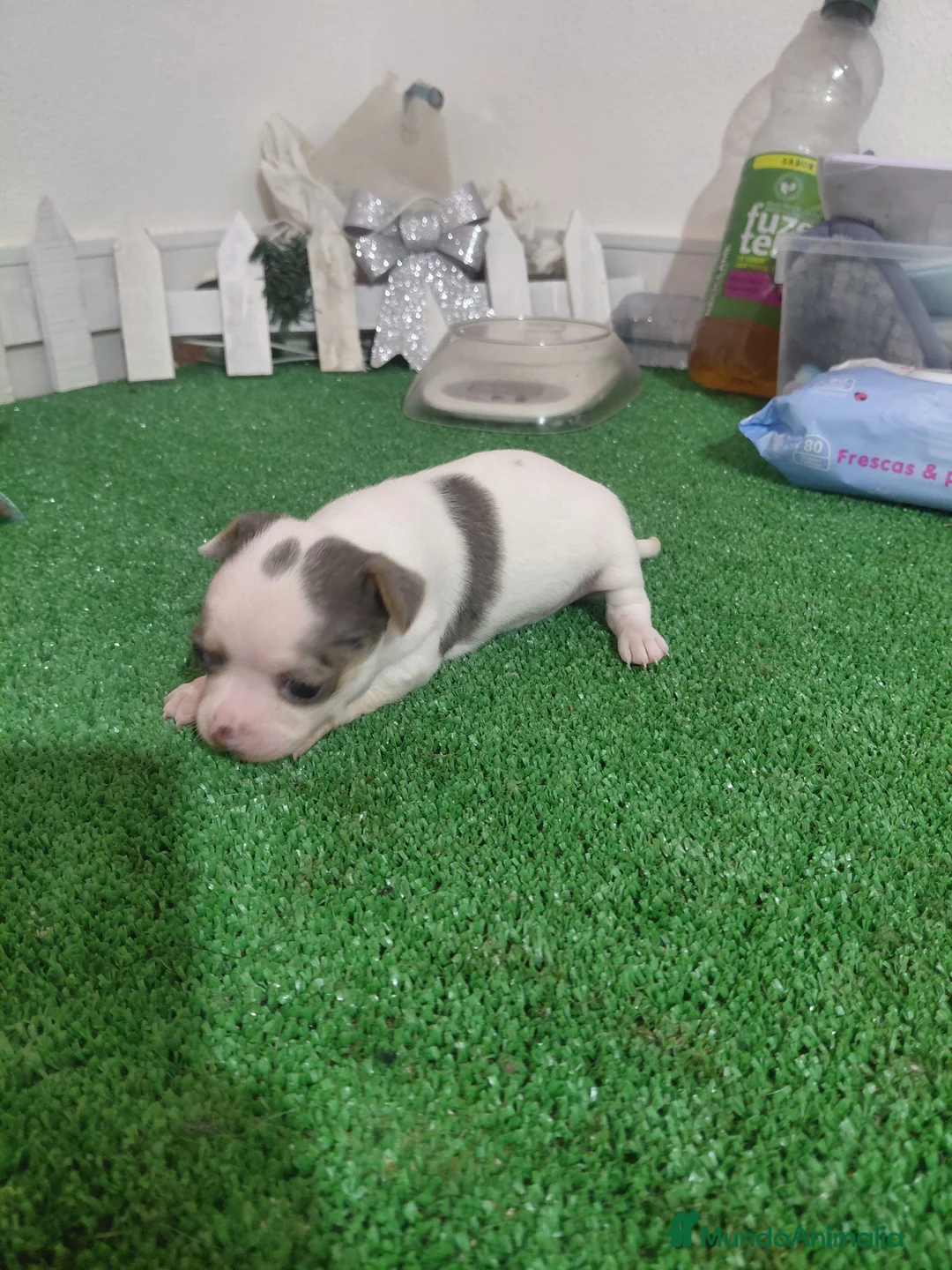 Chihuahua perros en venta: Chihuahua linea rusa - Anuncio 2