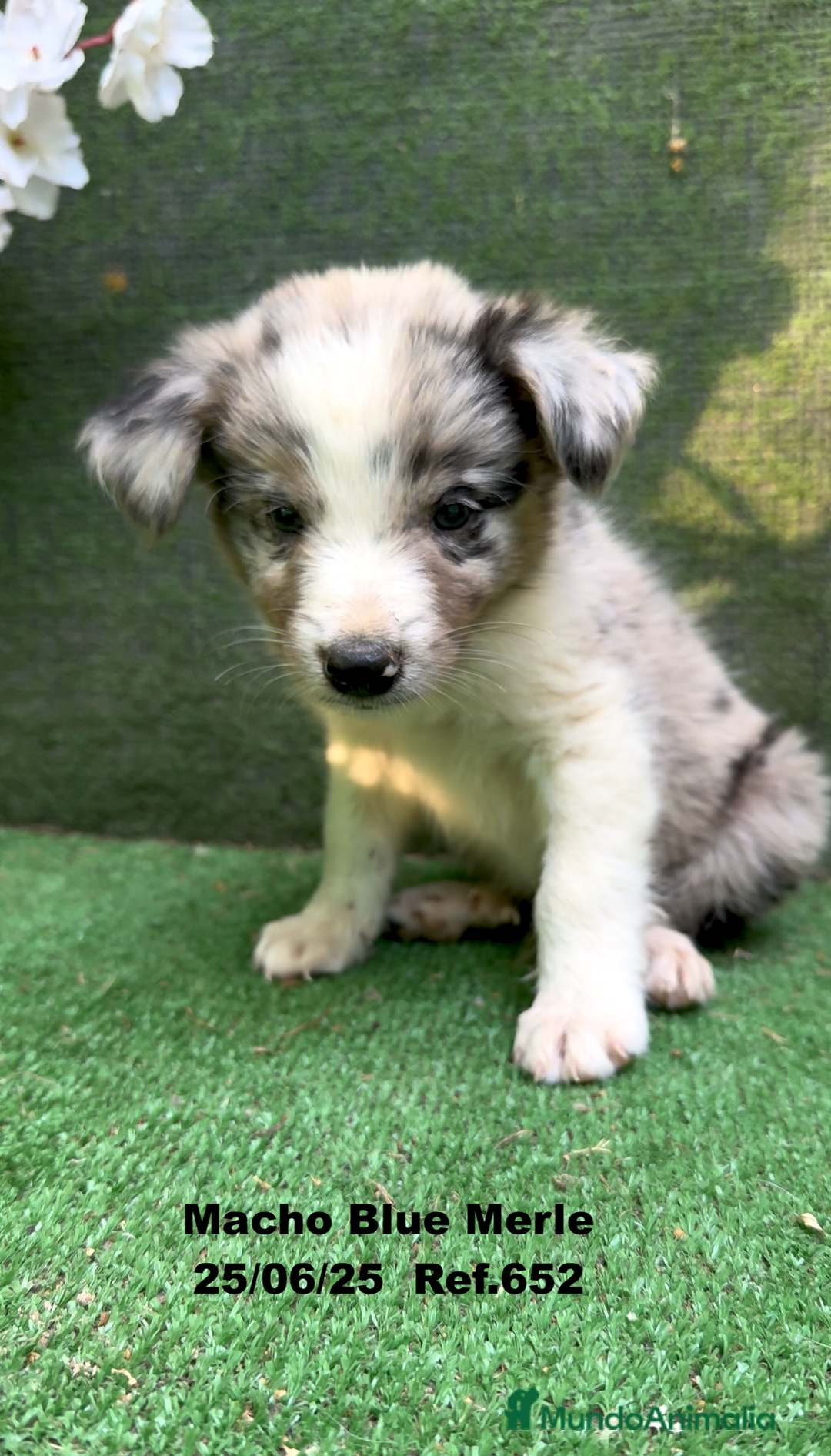 Border Collie perros en venta: BORDER COLLIE DE VILLA BIZNAGA - Imagen 23