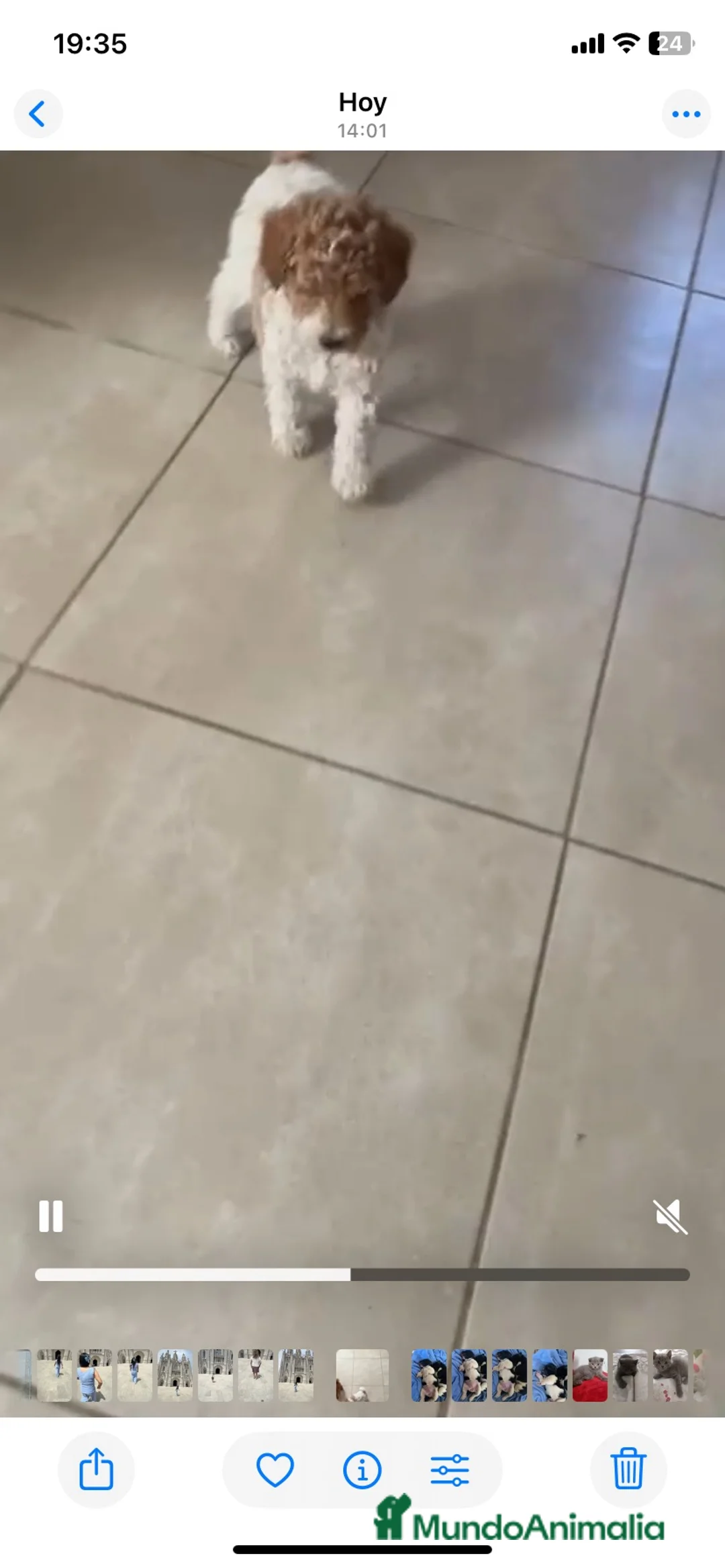 Caniche Toy perros en venta: Caniche Toy 641387649 - Anuncio 4