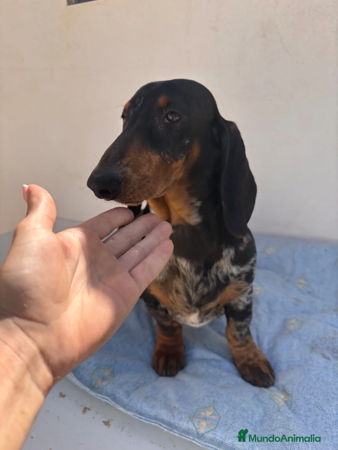 Teckel perros en venta: CACHORRO DE TECKEL STANDARD ARLEQUÍN PLATA  - Anuncio 2