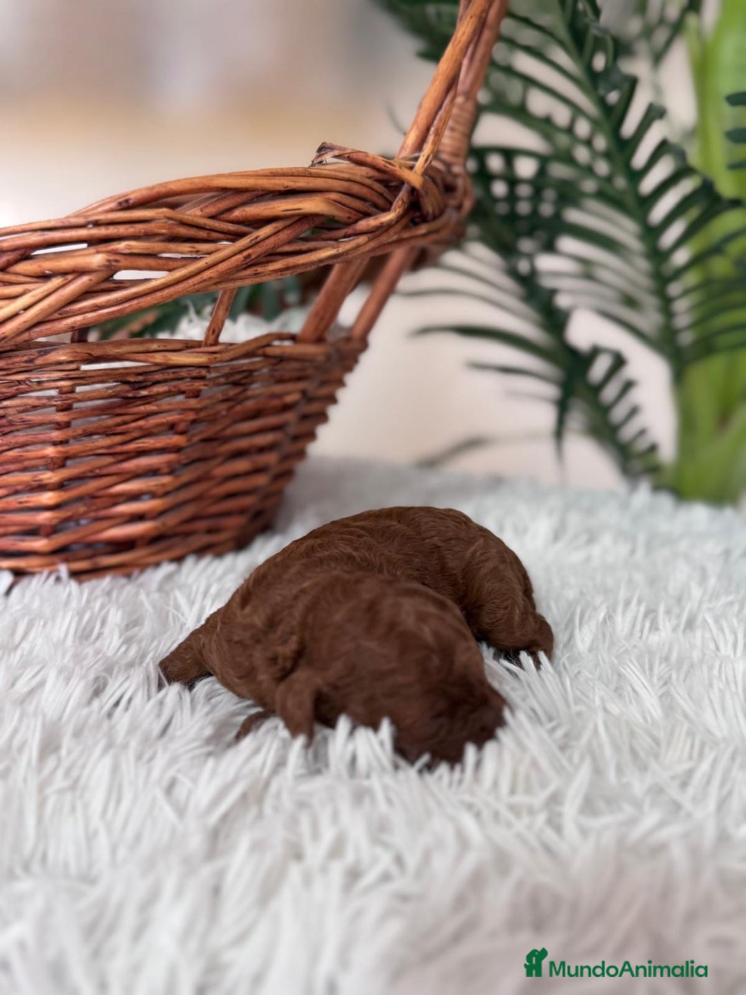 Caniche Toy perros en venta: CANICHE TOY ROJO - Anuncio 12