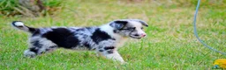Border Collie perros en venta: camada de border collie  - Anuncio 35