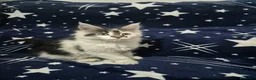 Maine Coon gatos en venta: Maine coom - Anuncio 5