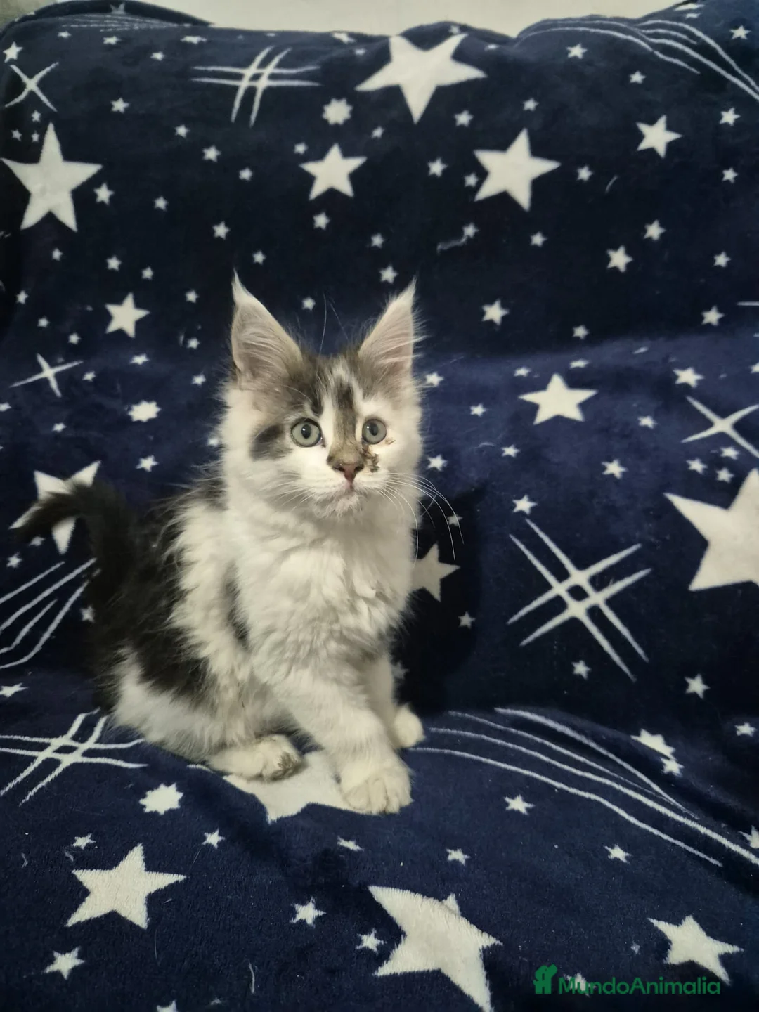 Maine Coon gatos en venta: Maine coom - Anuncio 5