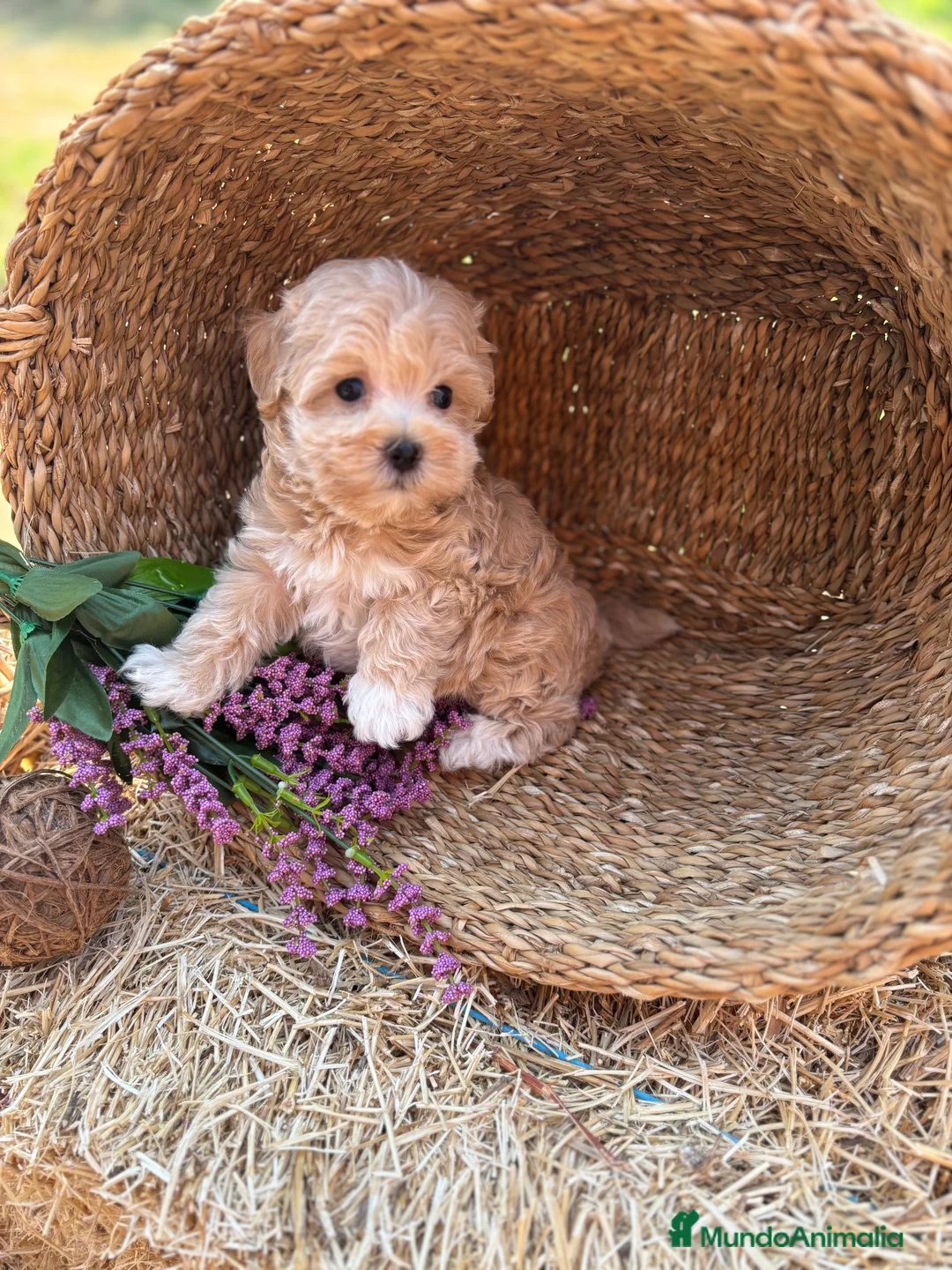 Maltipoo perros en venta: Maltipoo criados con muchísimo cariño!!! - Anuncio 5