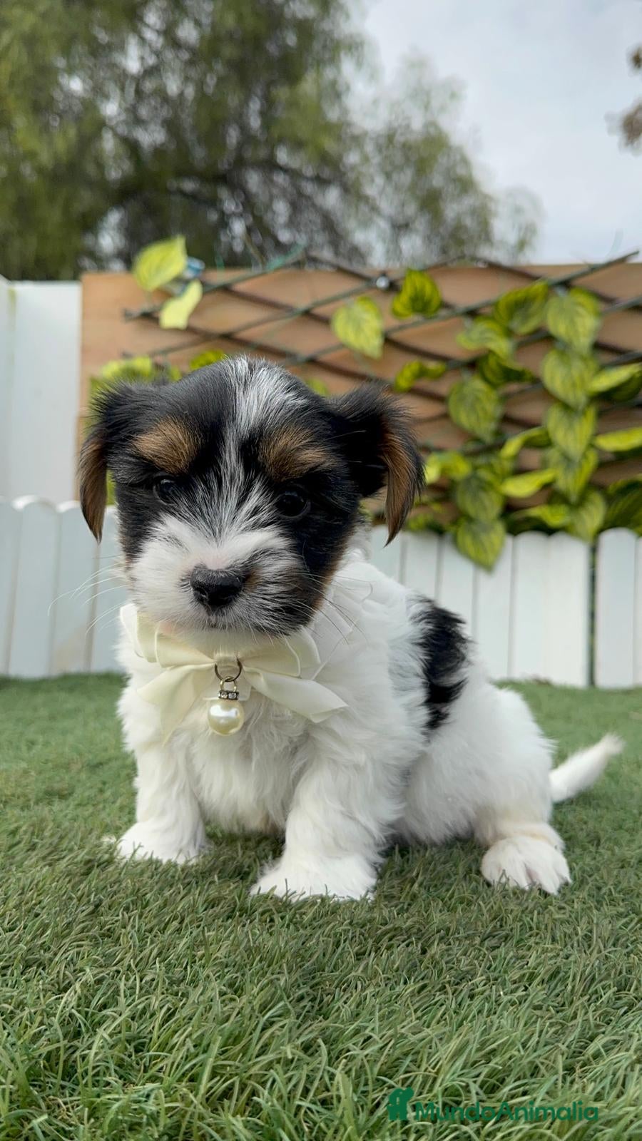 Yorkshire Terrier perros YORKSHIRE BIEWER  - Anuncio 1