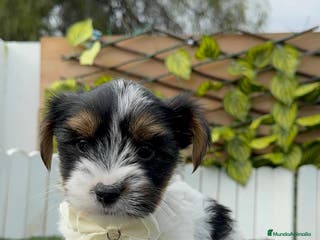 Yorkshire Terrier perros YORKSHIRE BIEWER - Anuncio 2