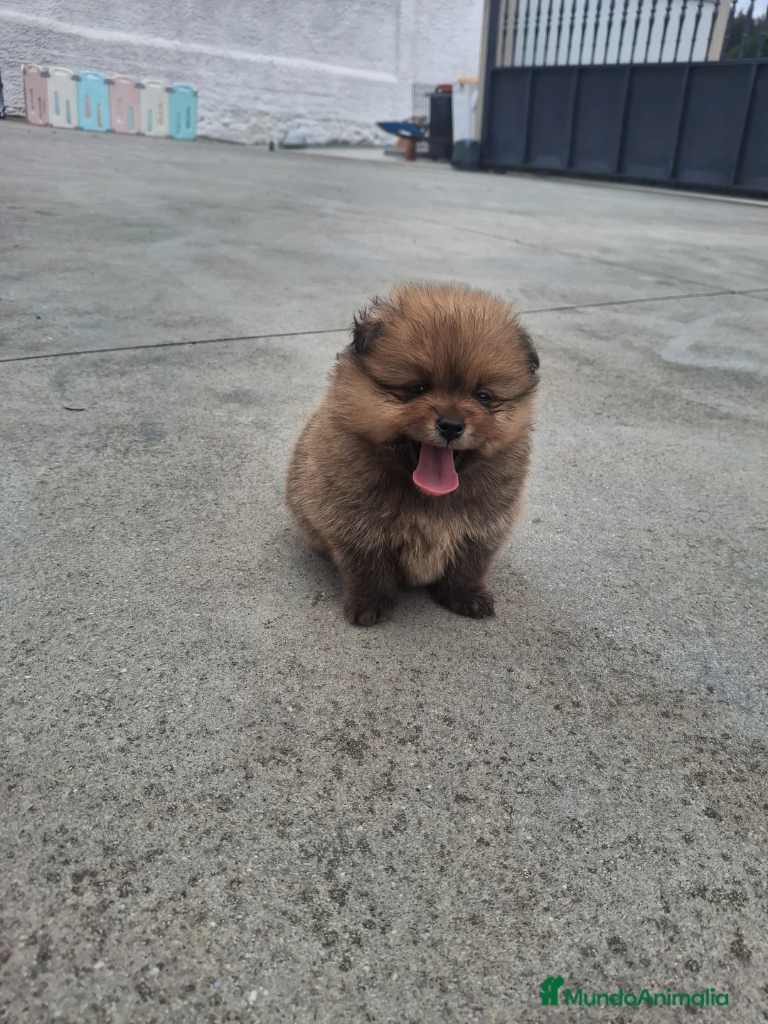 Pomerania perros en venta: Pomerania  - Anuncio 2