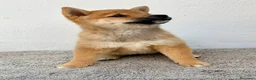 Shiba Inu perros en venta: Shiba Inu - Anuncio 15