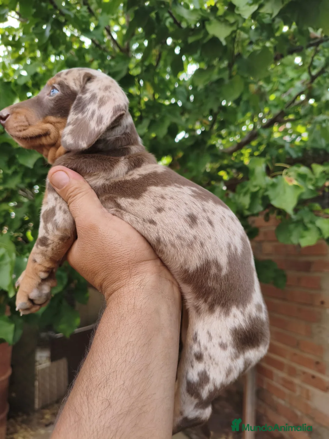 Teckel Miniatura perros en venta: Cachorros Teckel miniatura  - Anuncio 2