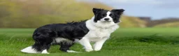 Border Collie perros en venta: Preciosos border collie - Anuncio 1