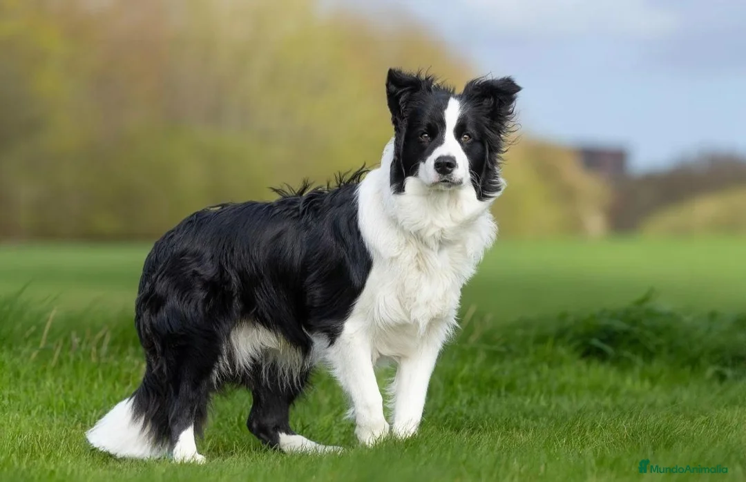 Border Collie perros en venta: Preciosos border collie - Anuncio 1
