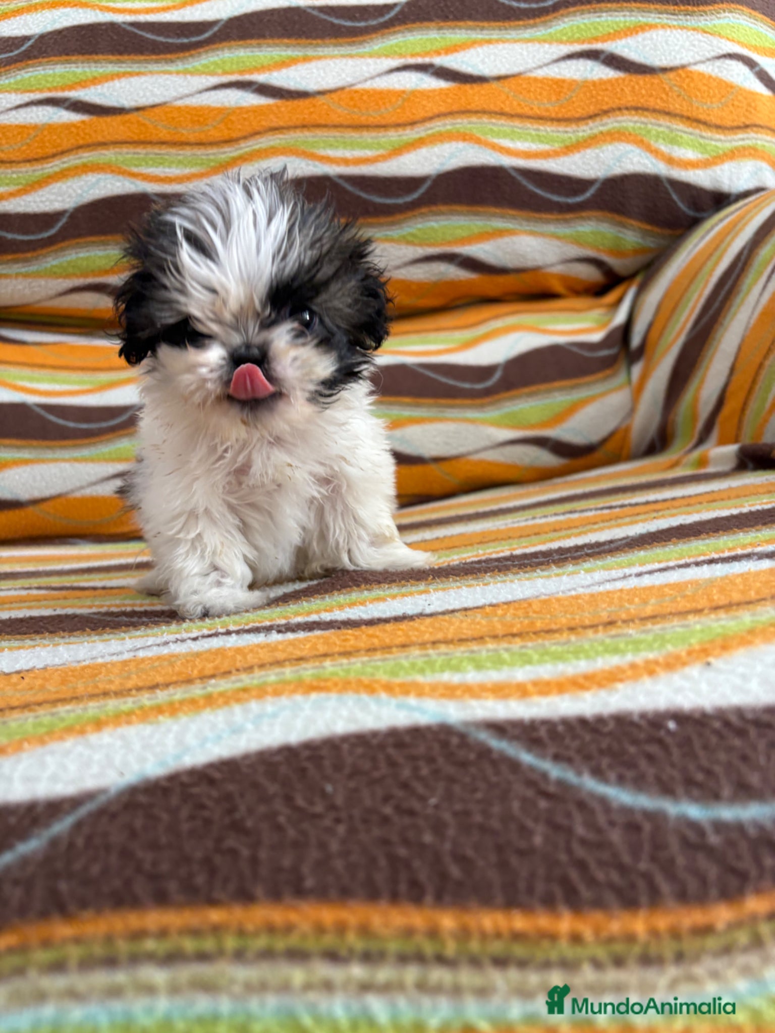 Shih Tzu perros Hembrita de shitzut  - Anuncio 1