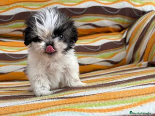 Shih Tzu perros Hembrita de shitzut - Anuncio 1
