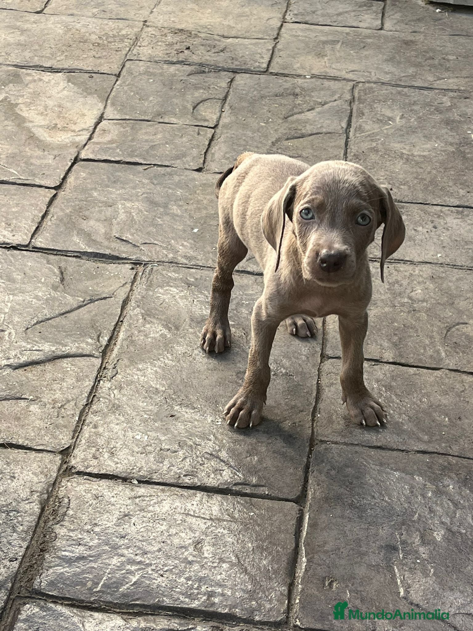 Weimaraner perros en venta: Braco de weimar  - Anuncio 9