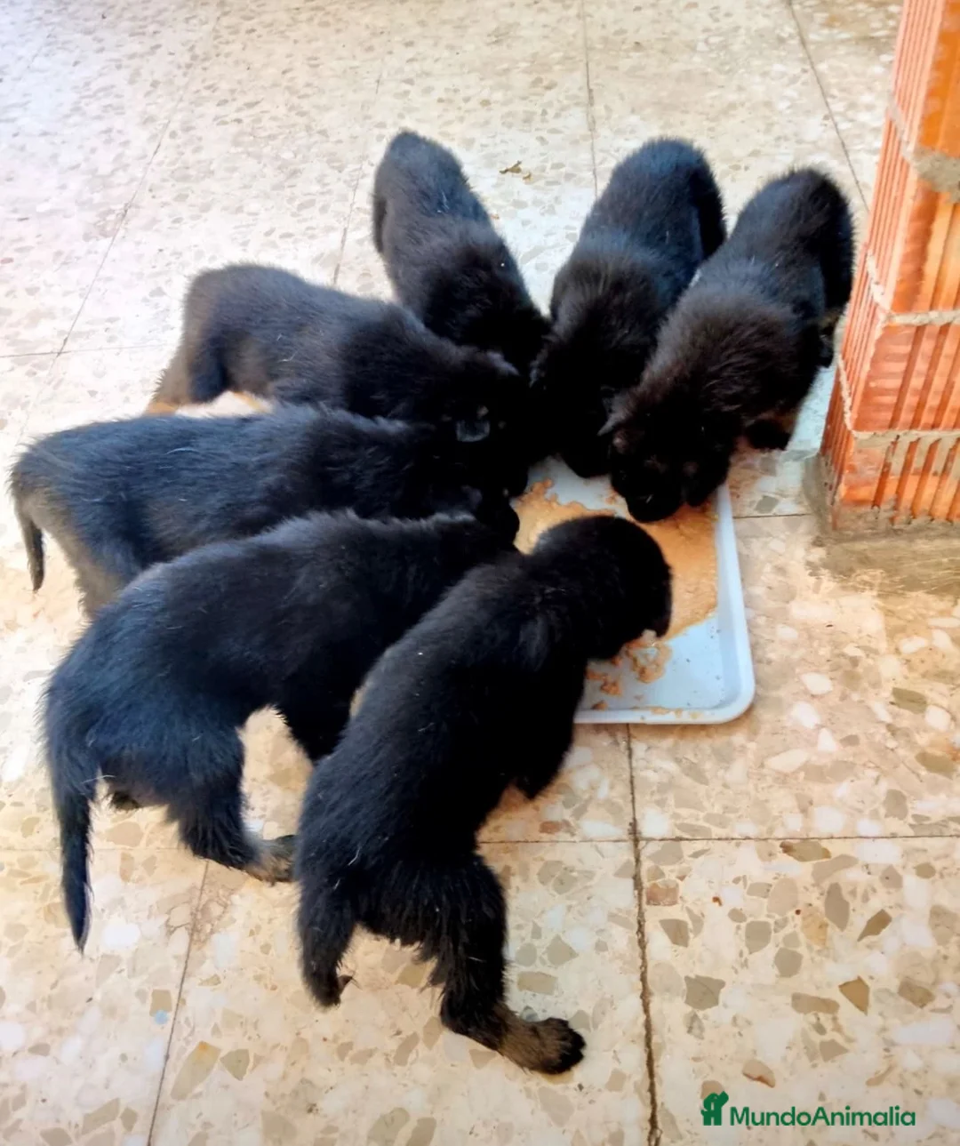 Pastor Alemán perros en venta: Cachorros Pastor alemán🐶🐾 - Anuncio 1