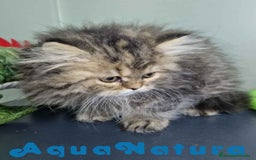 Persa gatos en venta: Persa Hembra Virgi 7727 AQUANATURA - Imagen 2