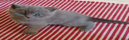 Británico de Pelo Corto Azul gatos en venta: Preciosos gatitos blues y tortugas - Anuncio 10