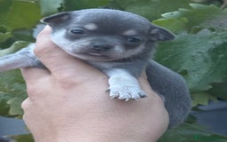 Chihuahua perros en venta: Cachorros Chihuahua toy cabeza manzana - Imagen 6