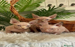Sphynx gatos en venta: GATITAS SPHYNX - Anuncio 14