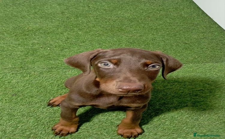 Dobermann perros - Propaganda 1
