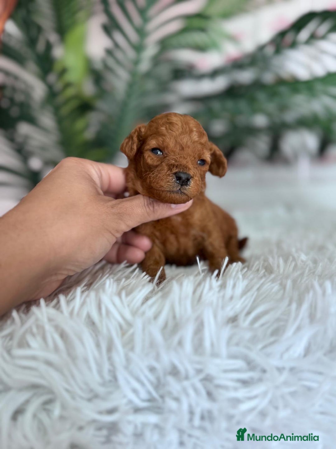 Caniche Toy perros en venta: CANICHE TOY ROJO - Anuncio 8