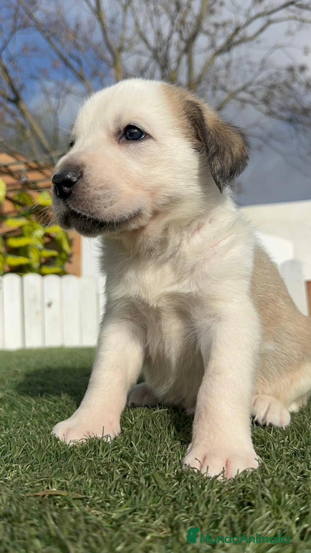 Mastín Español perros en venta: MASTIN ESPAÑOL  - Anuncio 7