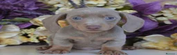 Teckel perros en venta: TECKEL  - Anuncio 2