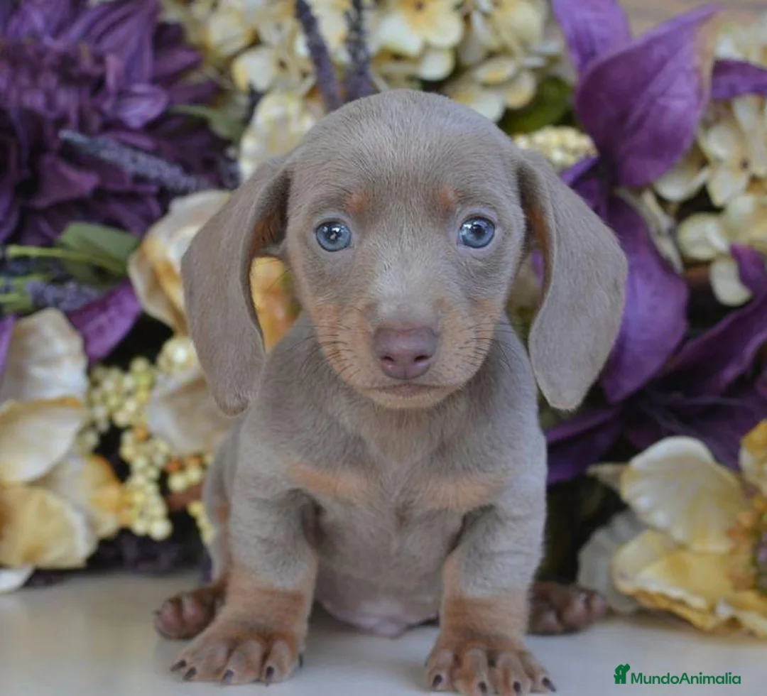Teckel perros en venta: TECKEL  - Anuncio 2