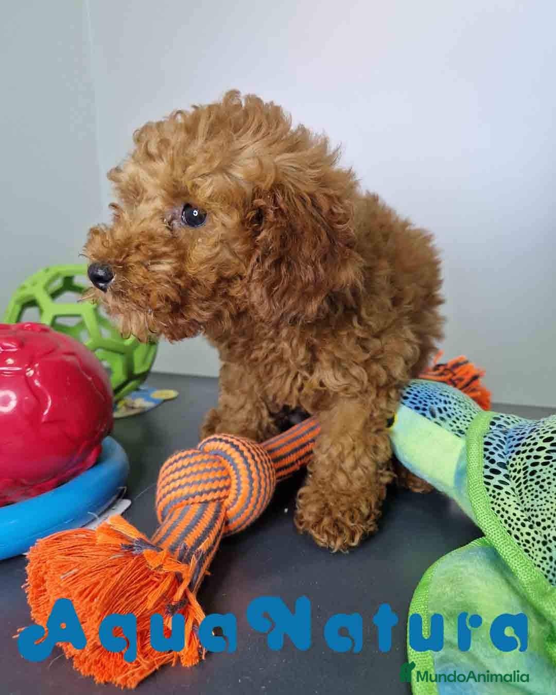 Caniche Enano perros en venta: Caniche Hembra DCD 5774 AQUANATURA - Imagen 3