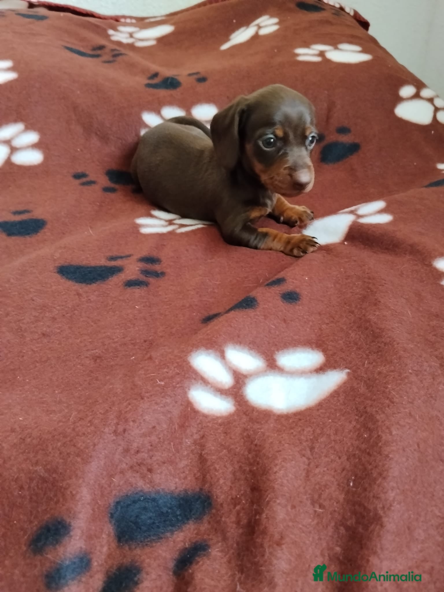 Teckel perros TECKEL CHOCOLATE & ARLEQUIN  - Anuncio 2