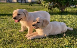 Labrador Retriever perros en venta: Cachorros de labrador amarillo  - Imagen 2