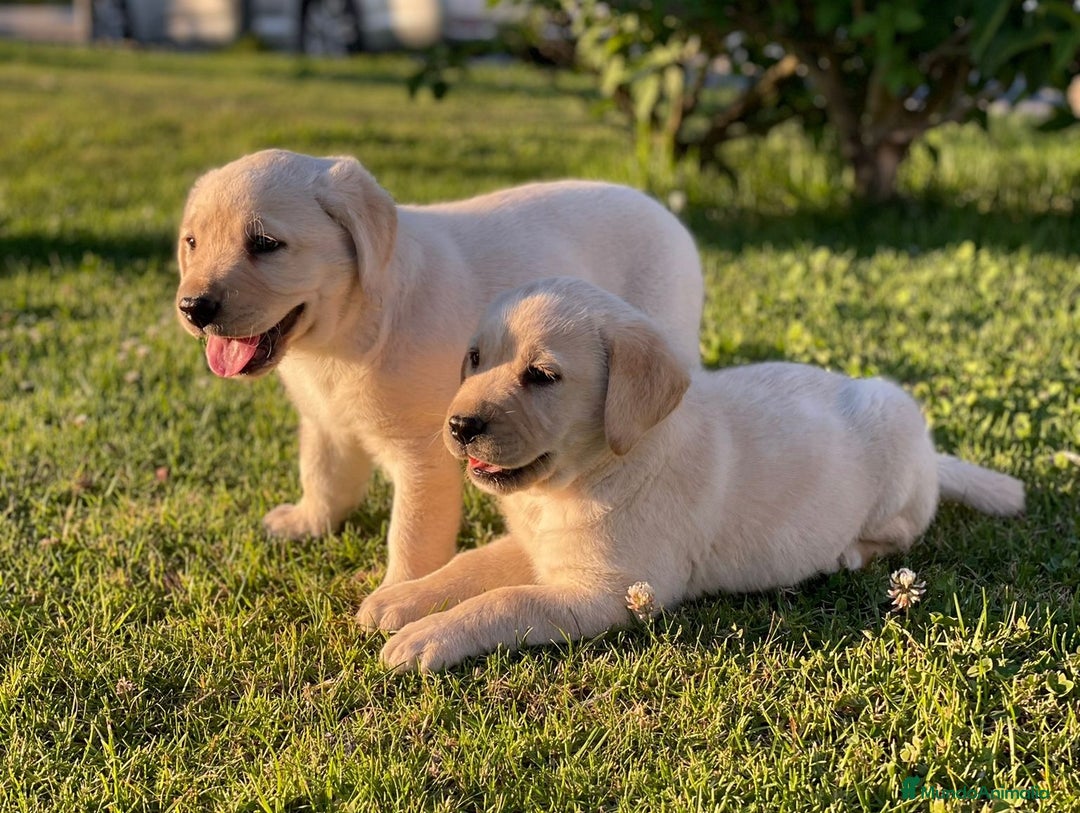 Labrador Retriever perros en venta: Cachorros de labrador amarillo  - Imagen 2