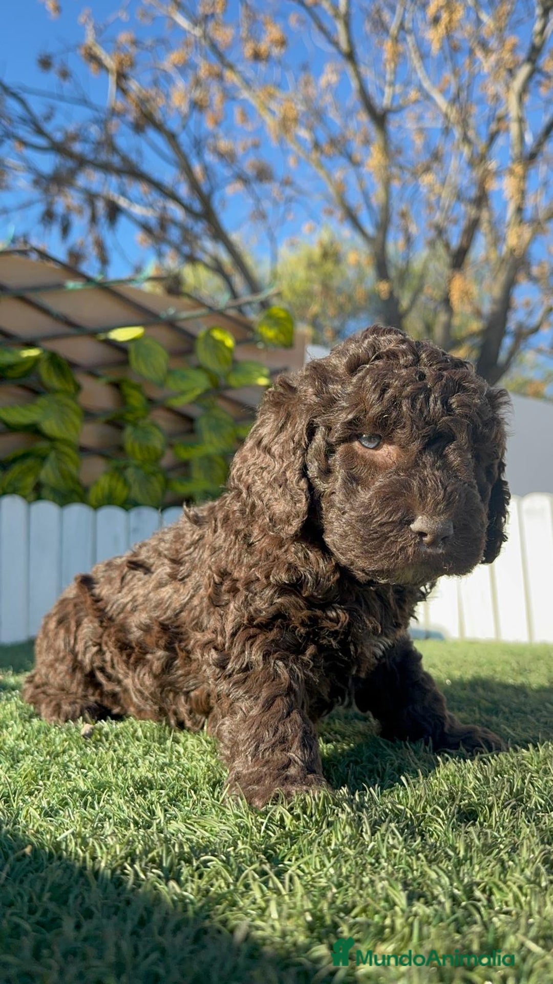 Perro de Agua Español perros en venta: PERRO DE AGUA MACHO - Anuncio 13