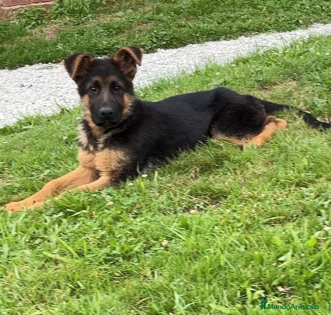 Pastor Alemán perros en venta: Macho 4 meses - Imagen 4