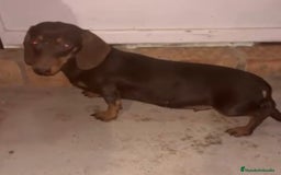 Teckel Miniatura perros en venta: Cachorro miniatura chocolate - Anuncio 2