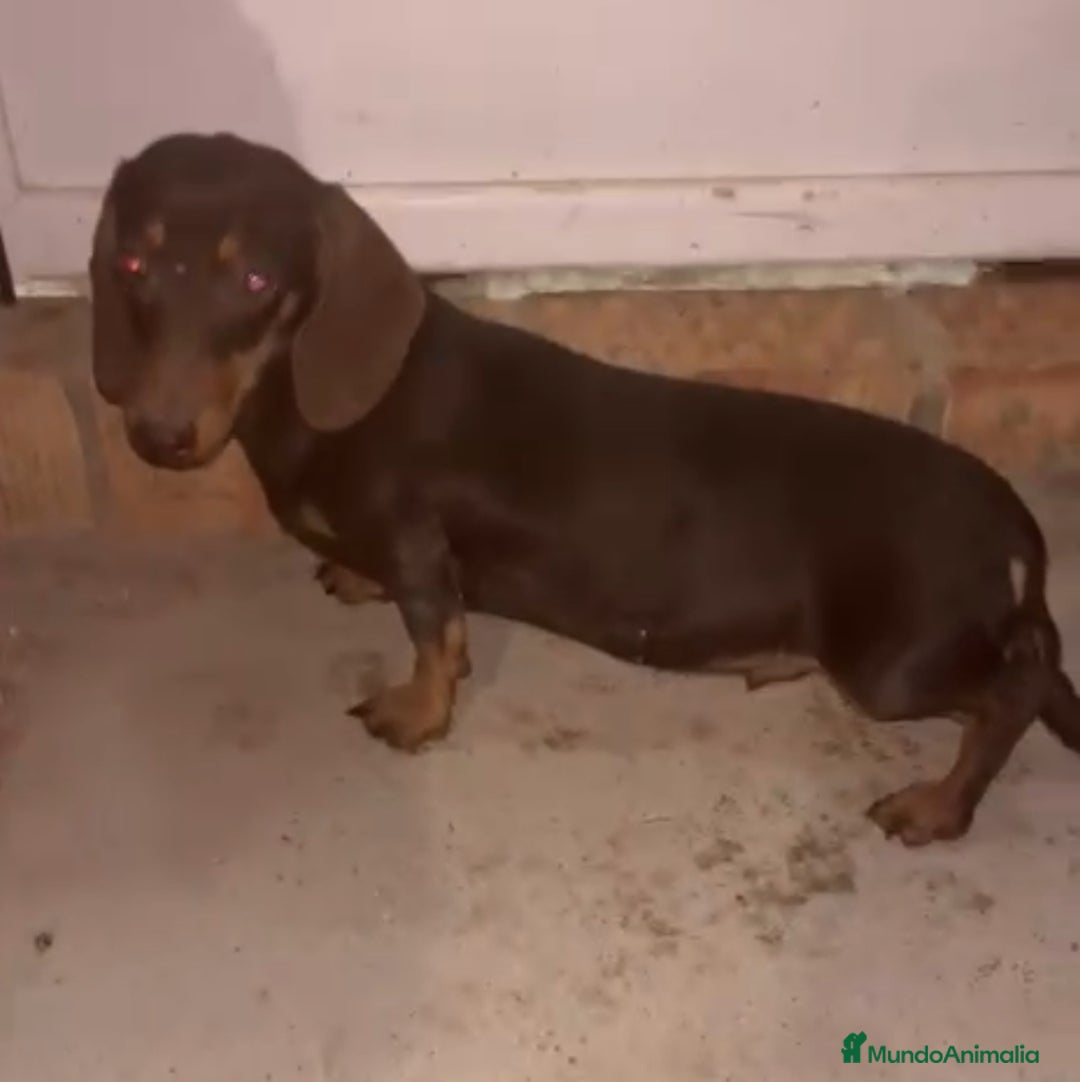 Teckel Miniatura perros en venta: Cachorro miniatura chocolate - Anuncio 2