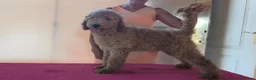 Caniche Gigante perros en venta: Caniches gigantes apricot  - Anuncio 2