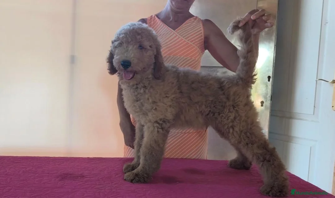 Caniche Gigante perros en venta: Caniches gigantes apricot  - Anuncio 2