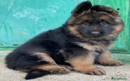 Pastor Alemán perros en venta: Cachorros de pastor alemán  en Salamanca - Imagen 29