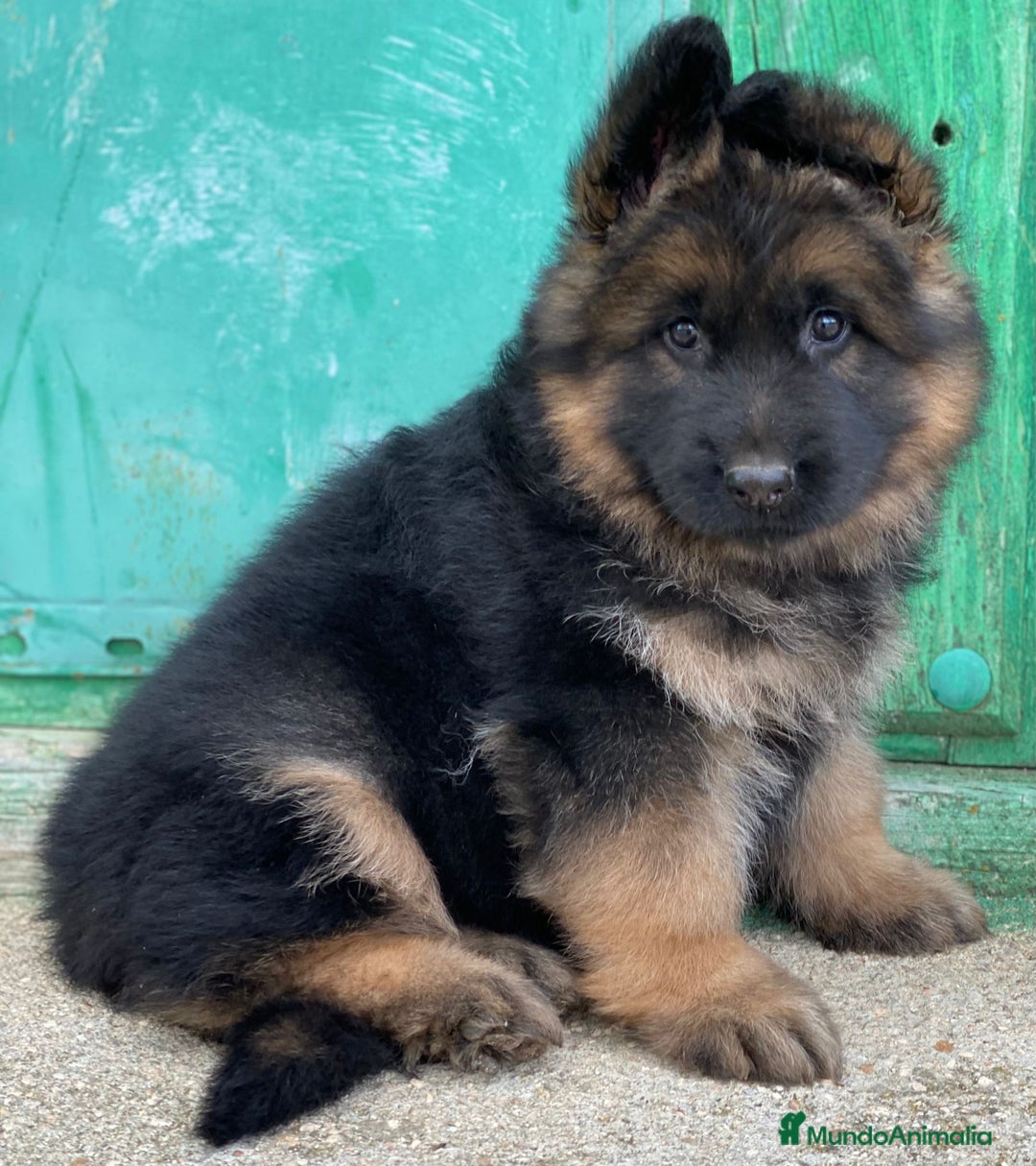 Pastor Alemán perros en venta: Cachorros de pastor alemán  en Salamanca - Imagen 29