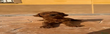 Caniche Toy 2