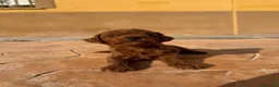Caniche Toy perros en venta: Caniche toy - Anuncio 2
