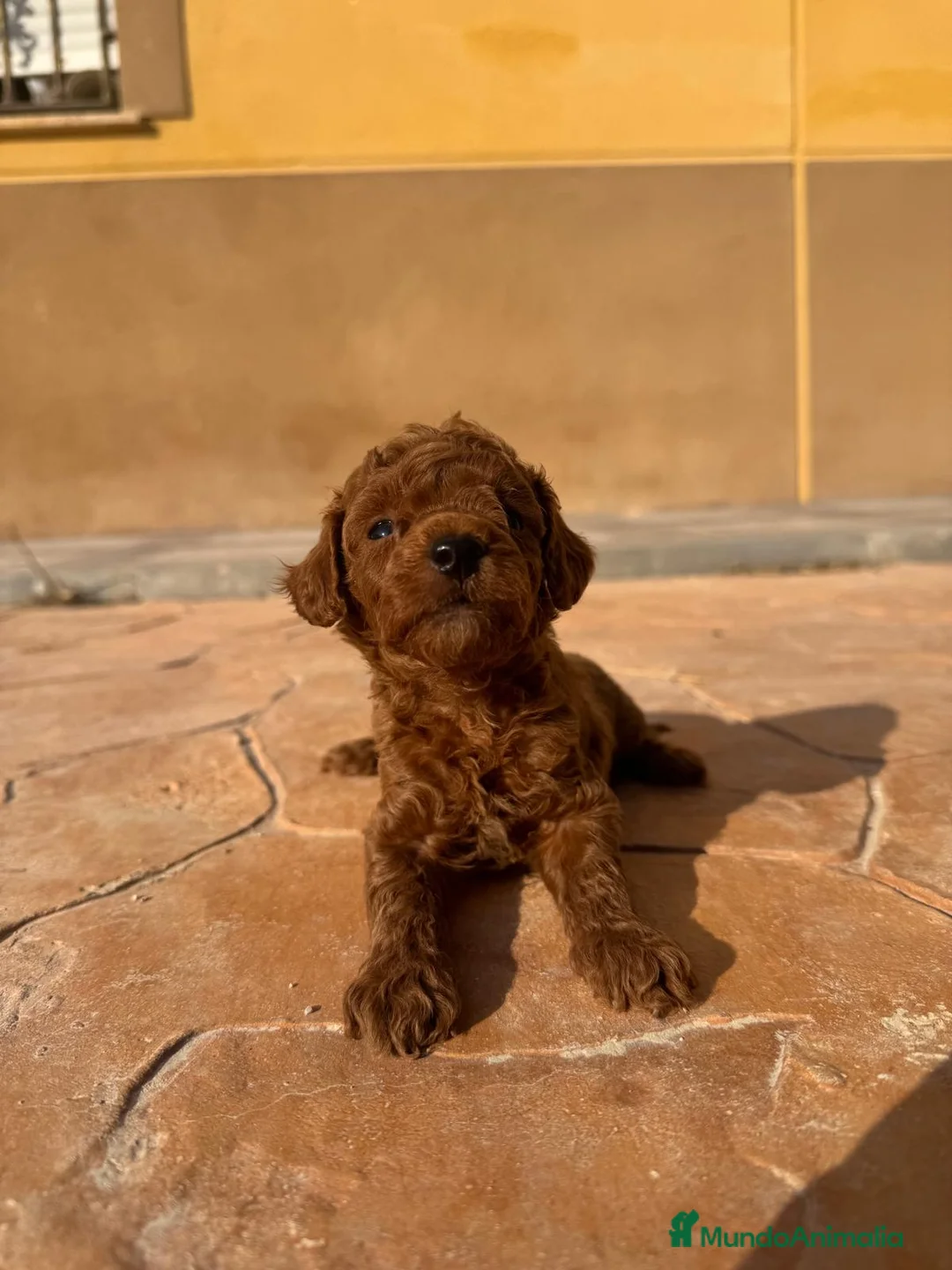 Caniche Toy perros en venta: Caniche toy - Anuncio 2