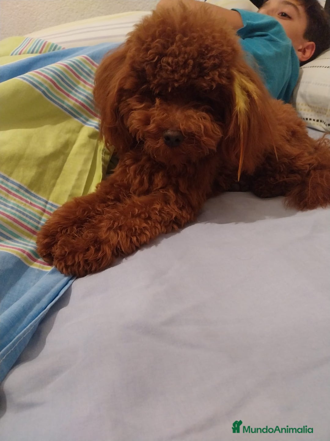 Caniche Toy perros en venta: Caniche toy Rojo  - Anuncio 5