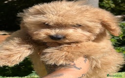 Maltipoo perros en venta: Maltipoo Apricot  - Imagen 8
