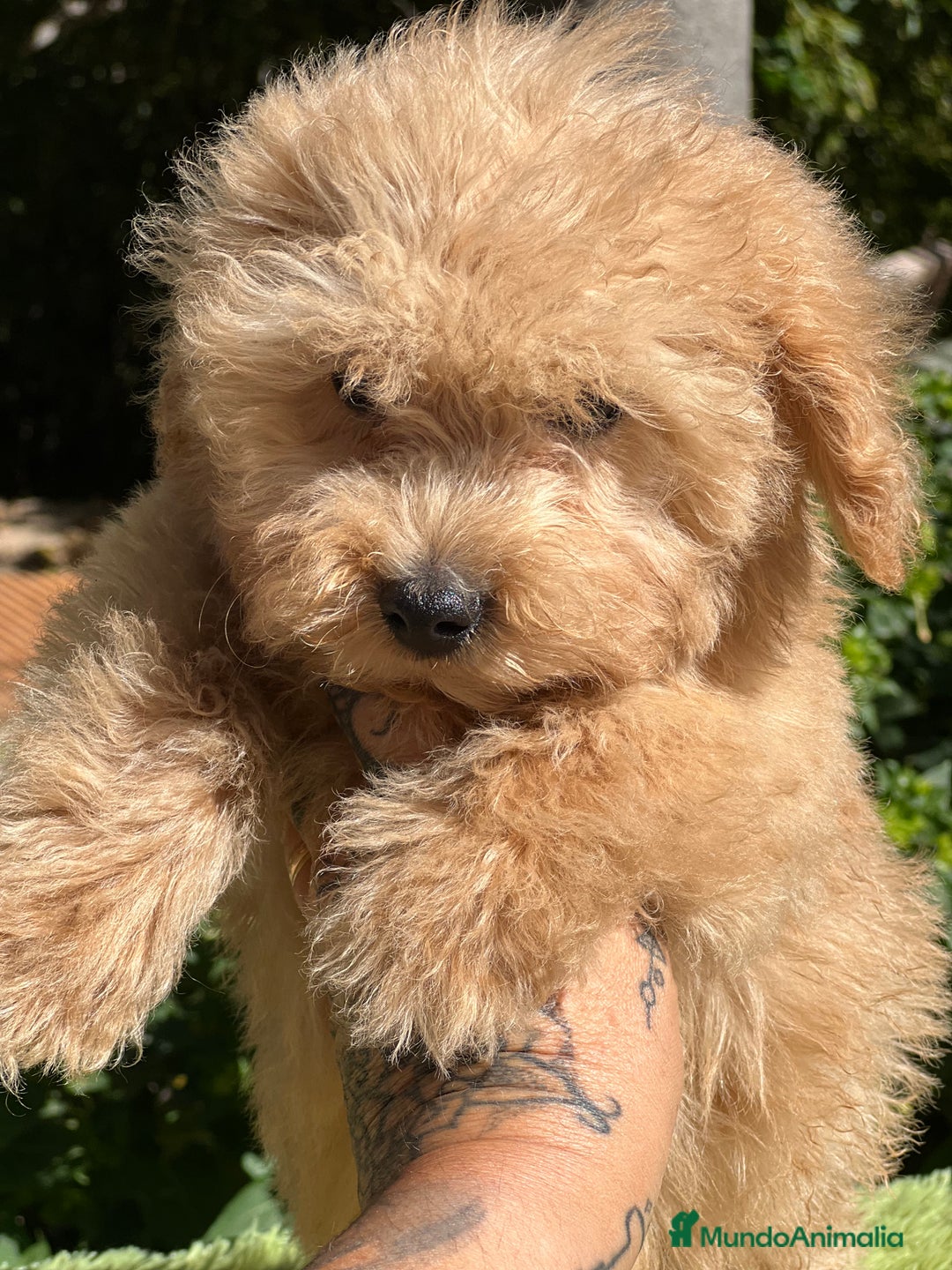 Maltipoo perros en venta: Maltipoo Apricot  - Imagen 8